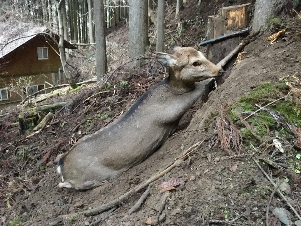 1週間でシカ3頭 イノシシ1頭の良ペース 小林式捕獲法でおびき寄せて前脚を掛ける Hadatomohiro