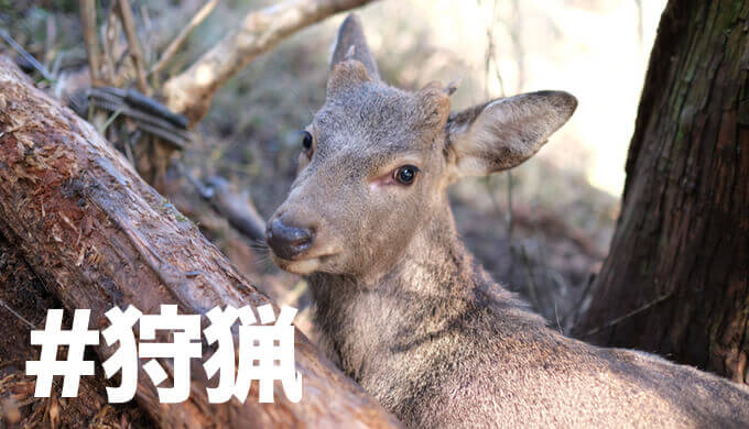 狩猟 くくり罠による鹿の捕獲 解体手順 ジビエレシピまとめ Hadatomohiro