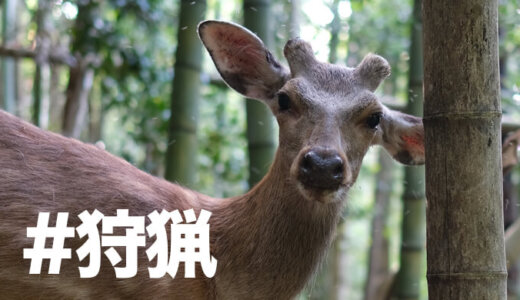 【狩猟】家の裏山の竹林 オリモ式くくり罠でオス鹿を捕獲