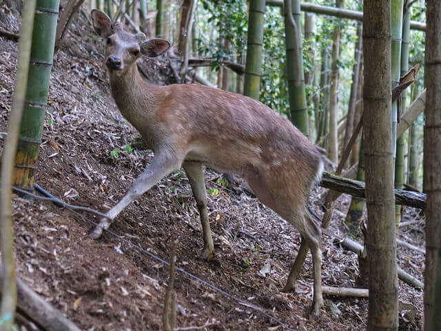狩猟】家の裏山の竹林 オリモ式くくり罠でオス鹿を捕獲 | HADATOMOHIRO