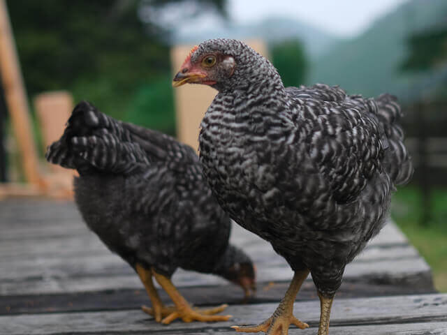 半家畜 半ペット 飼育し始めて知ったニワトリ10の生態 家庭養鶏 Hadatomohiro