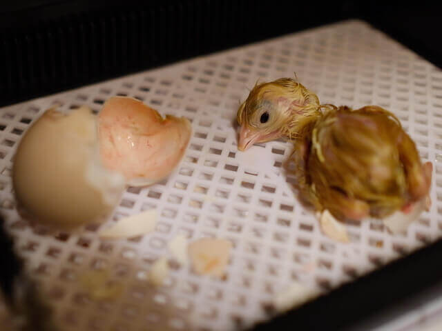 有精卵を孵化させて名古屋コーチンを育ててみた ニワトリ家庭養鶏の準備と手順のまとめ | HADATOMOHIRO