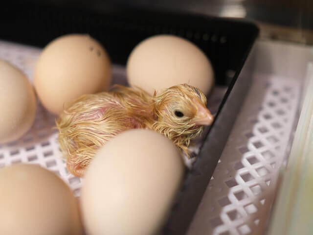 有精卵を孵化させて名古屋コーチンを育ててみた ニワトリ家庭養鶏の準備と手順のまとめ Hadatomohiro