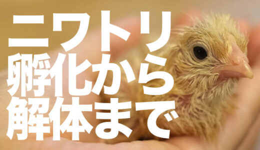 【ニワトリの捌き方】名古屋コーチン有精卵を孵化 解体精肉して実食してみた