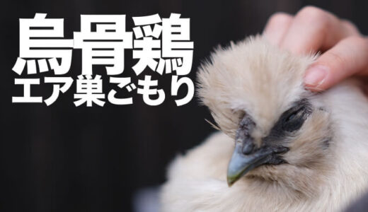 【エア巣ごもり】烏骨鶏やニワトリが抱卵期に入った時の対処法